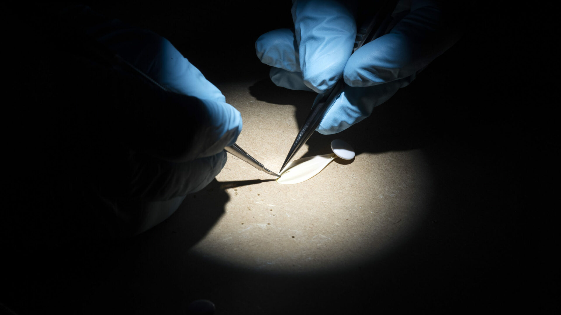 chirurgie bloemblaadje