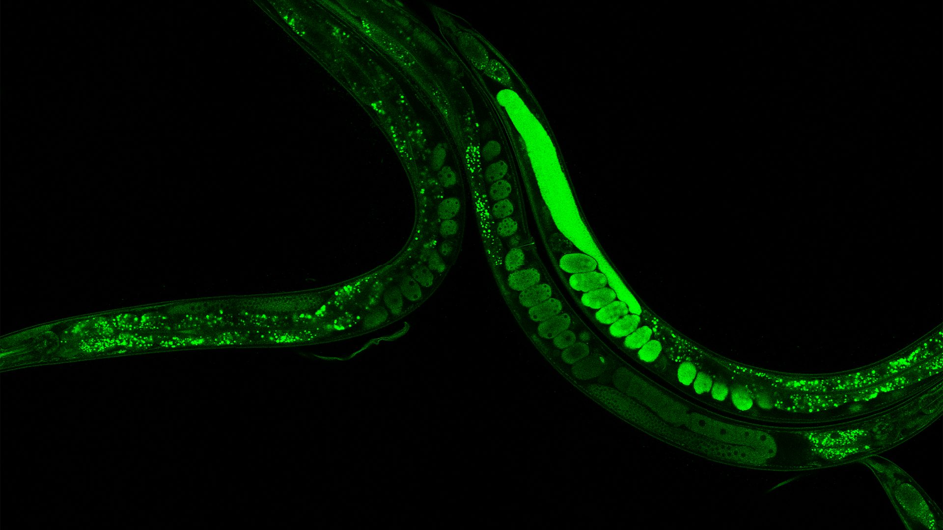 Microscopische opname van een worm