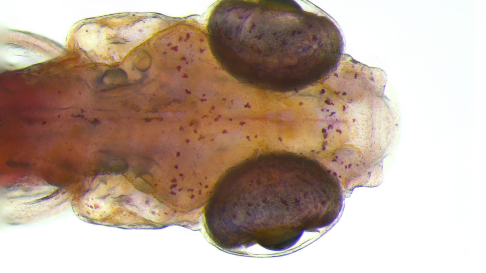 ImageJ=1.45bunit=inch