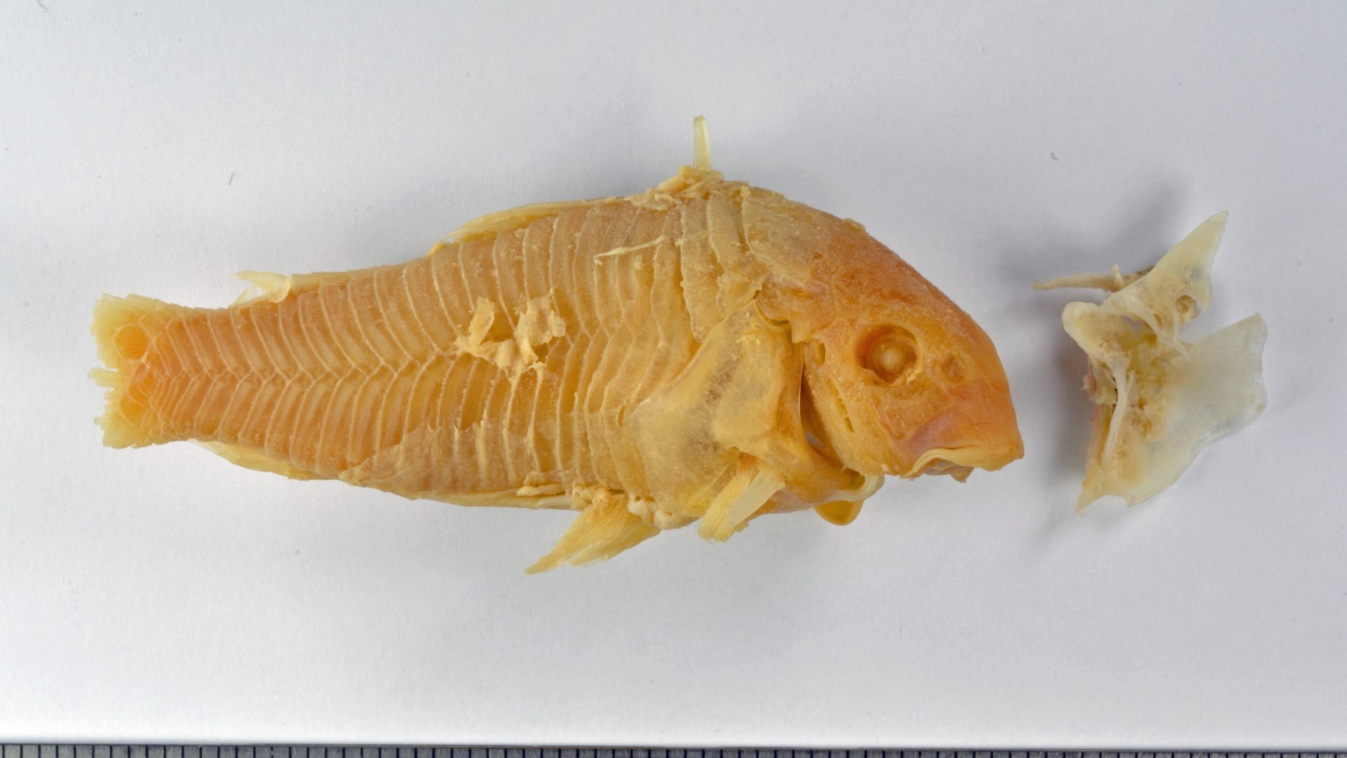 Figure_5_NMR_9979_01801