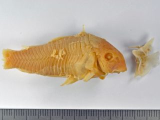 Figure_5_NMR_9979_01801