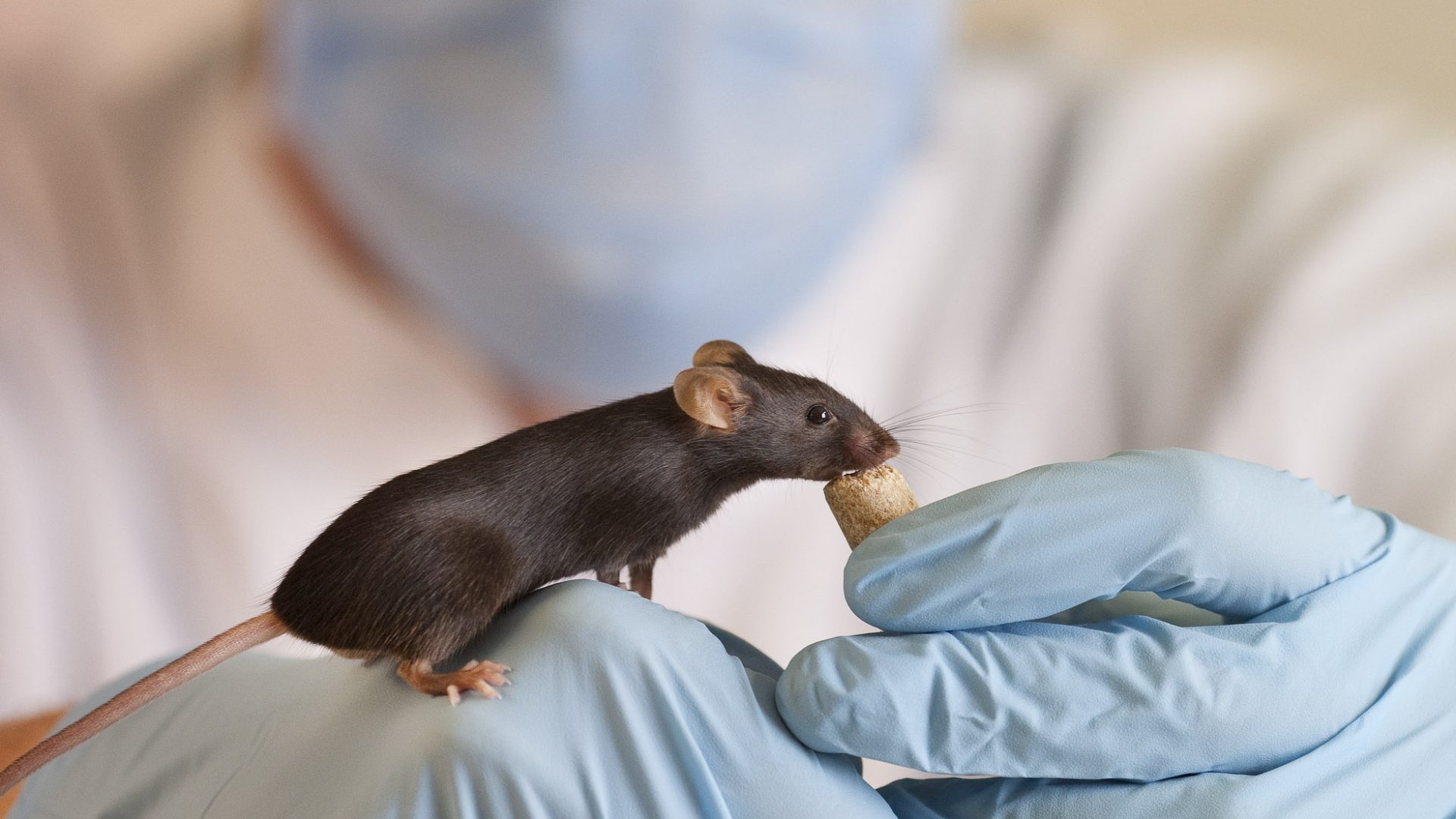 EDC-Proefdieren-0610-132