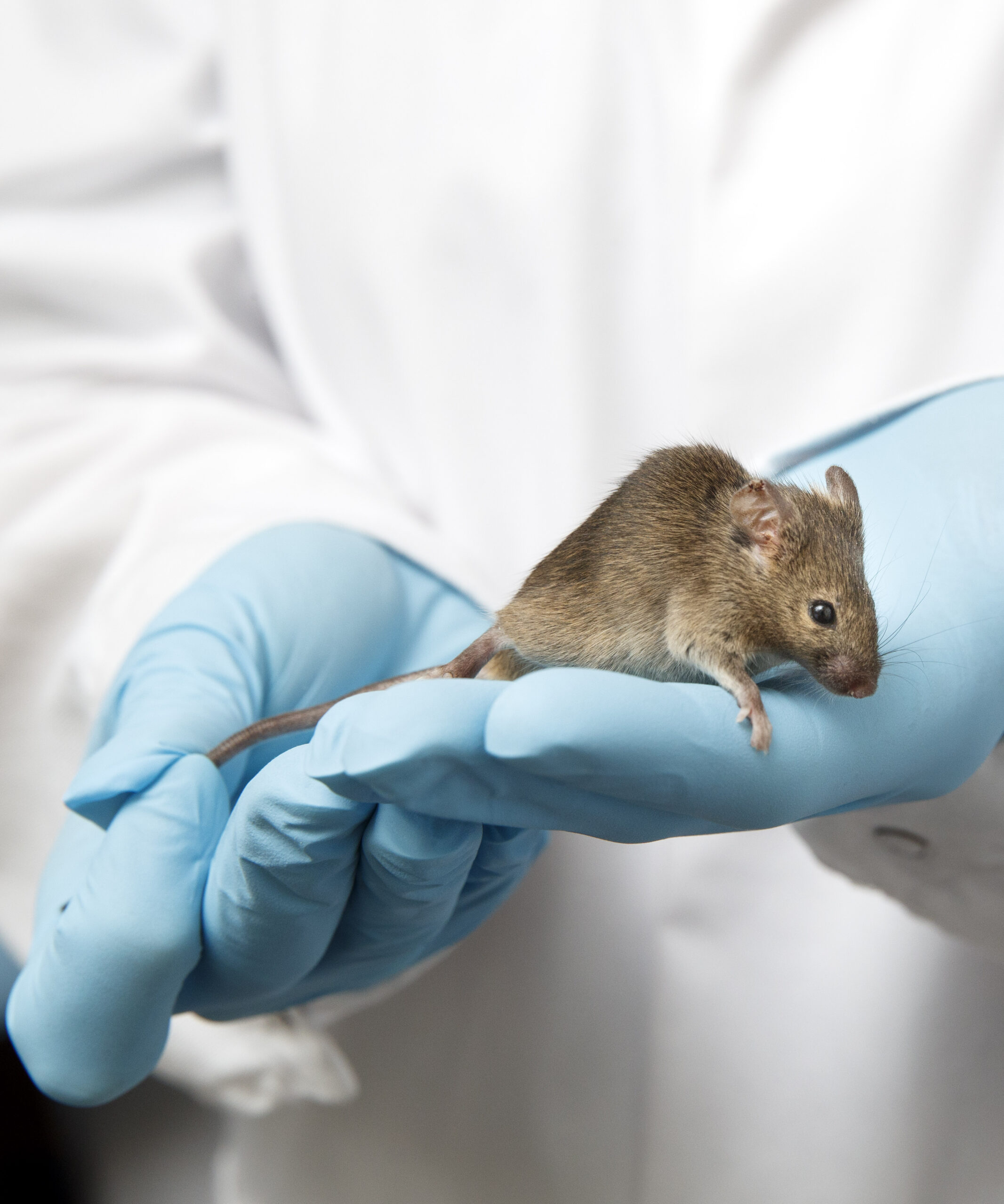 muis in de handen van onderzoeker