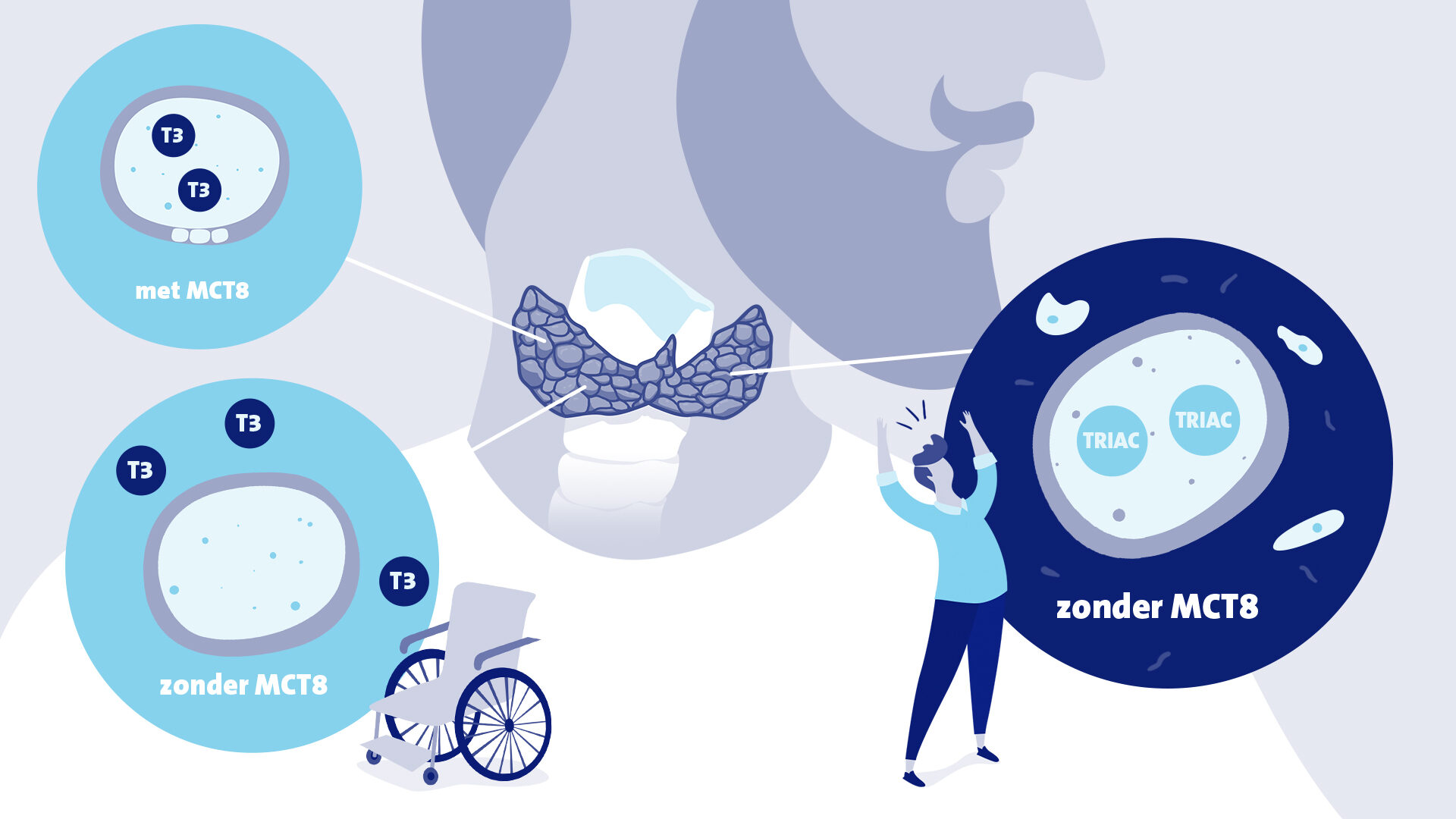 EMC_Infographic_schildklier
