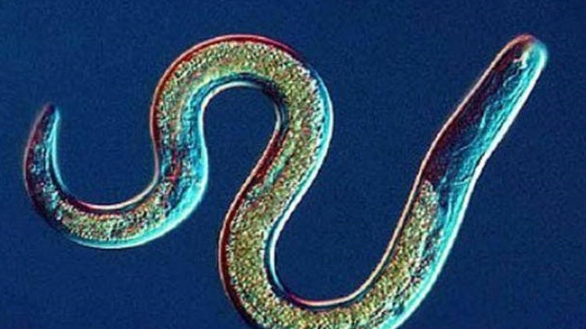 nematode-worm-1