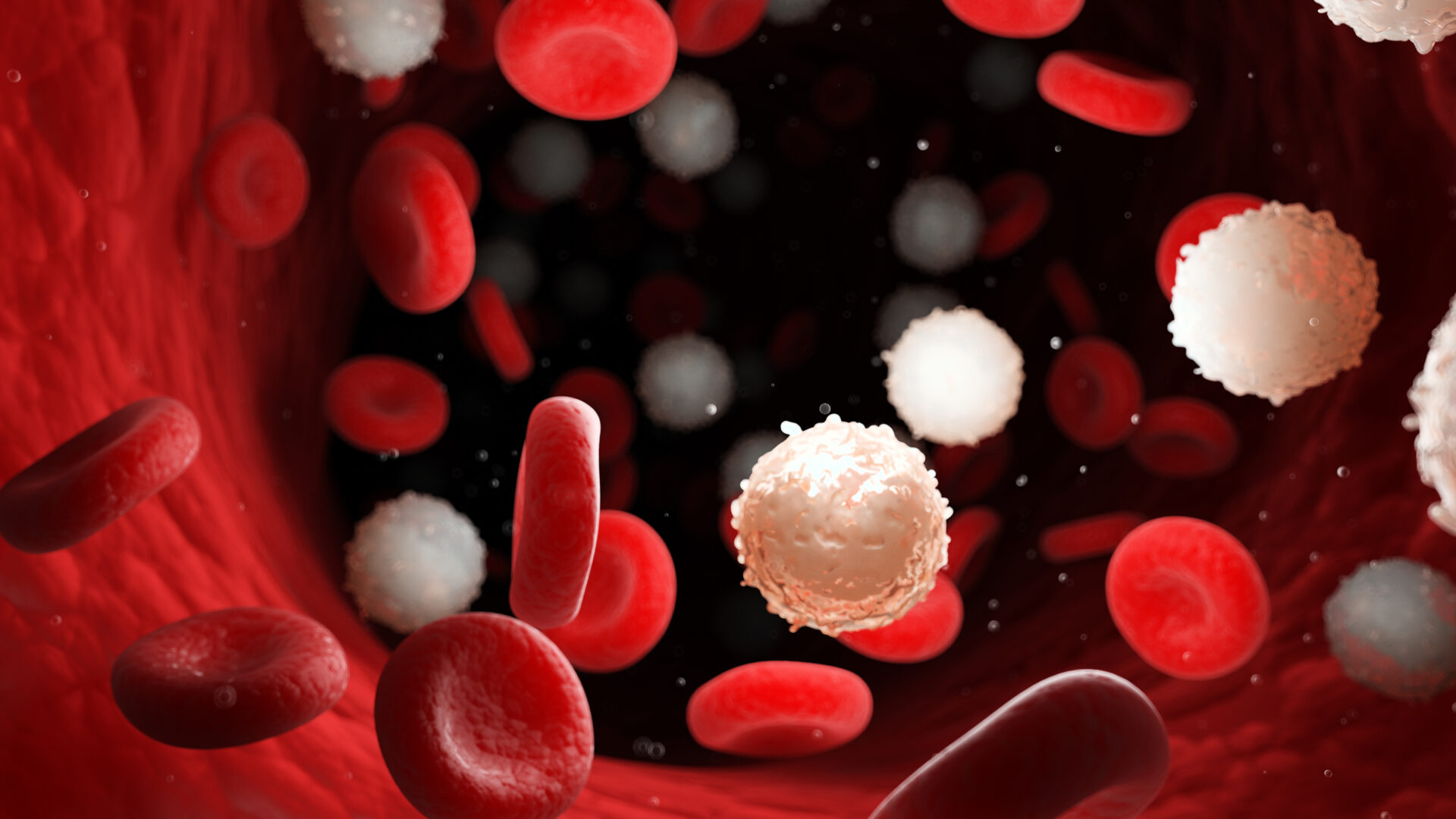 Beeld van leukemie onder microscoop