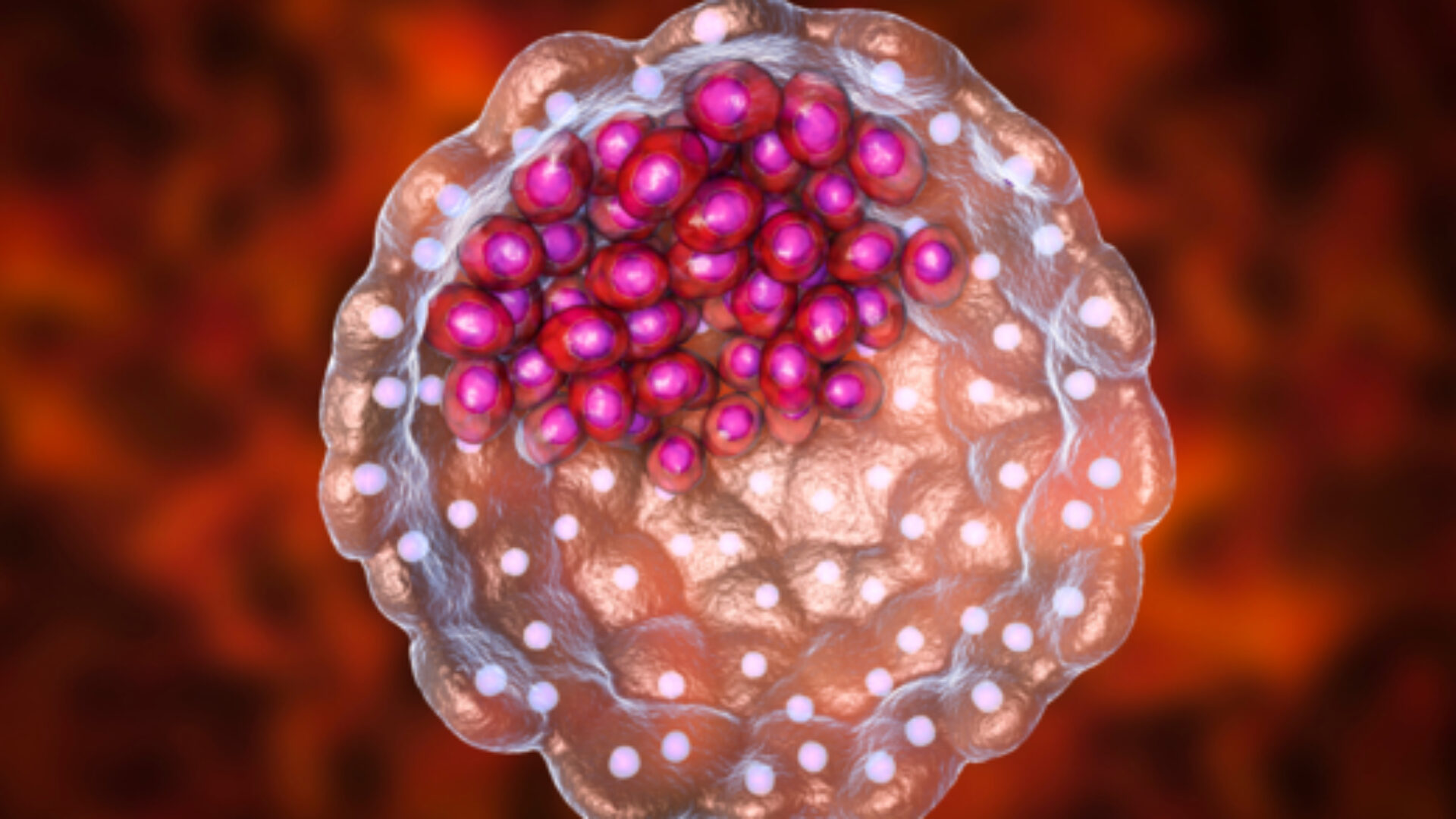 blastocyst-shutterstock_1151948171