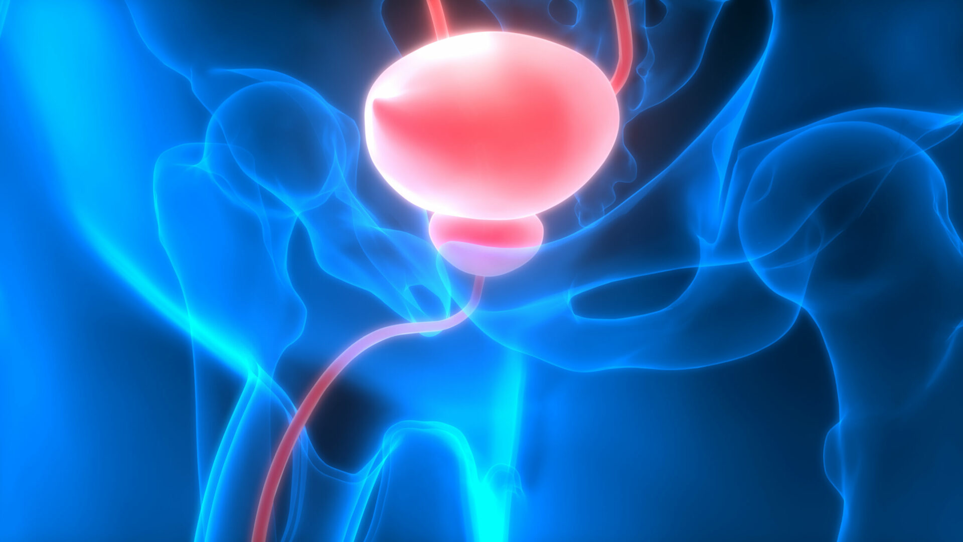 blaas-bladder