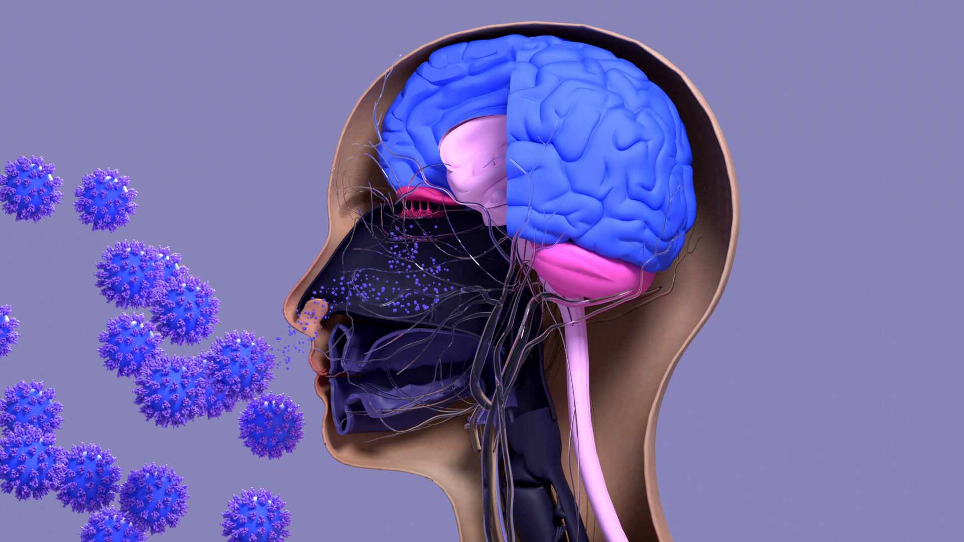 Covid-19,Damage,In,Olfactory,System,,Sars-cov-2,Infection,In,Olfactory,Bulb