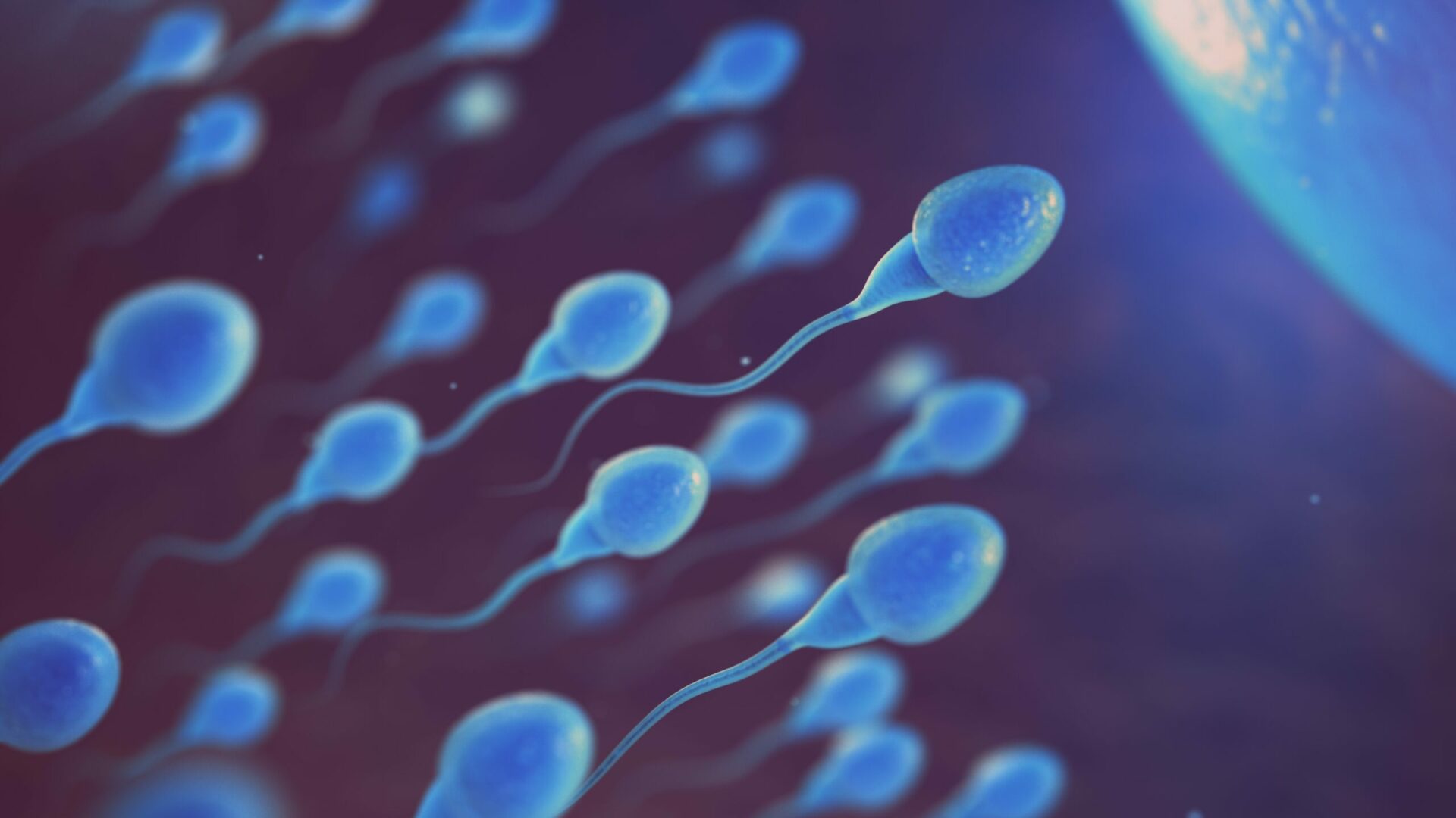 Sperm,And,Egg,Cell,On,Microscope.,Scientific,Background.,3d,Illustration