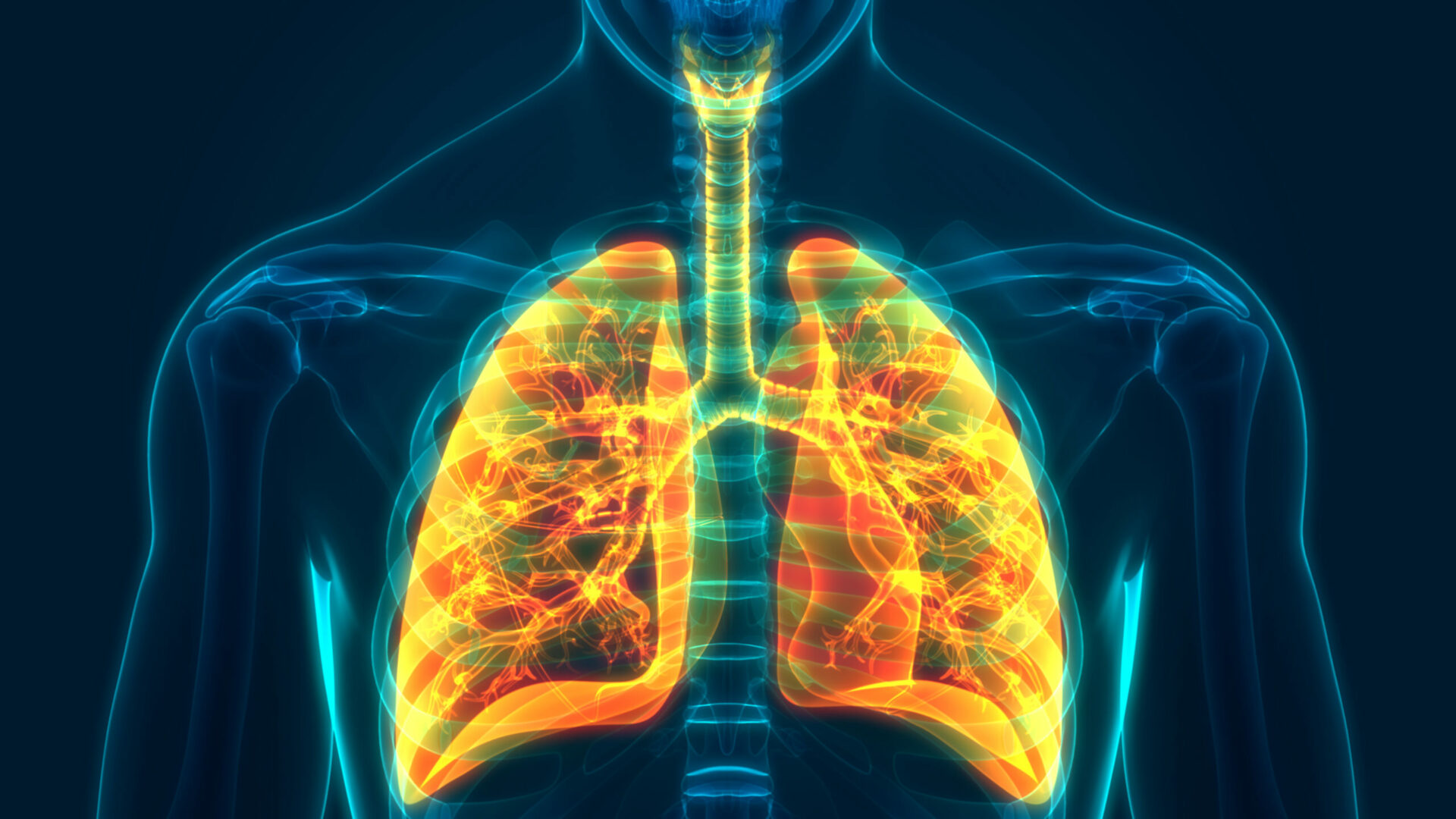 Human,Respiratory,System,Lungs,Anatomy.,3d