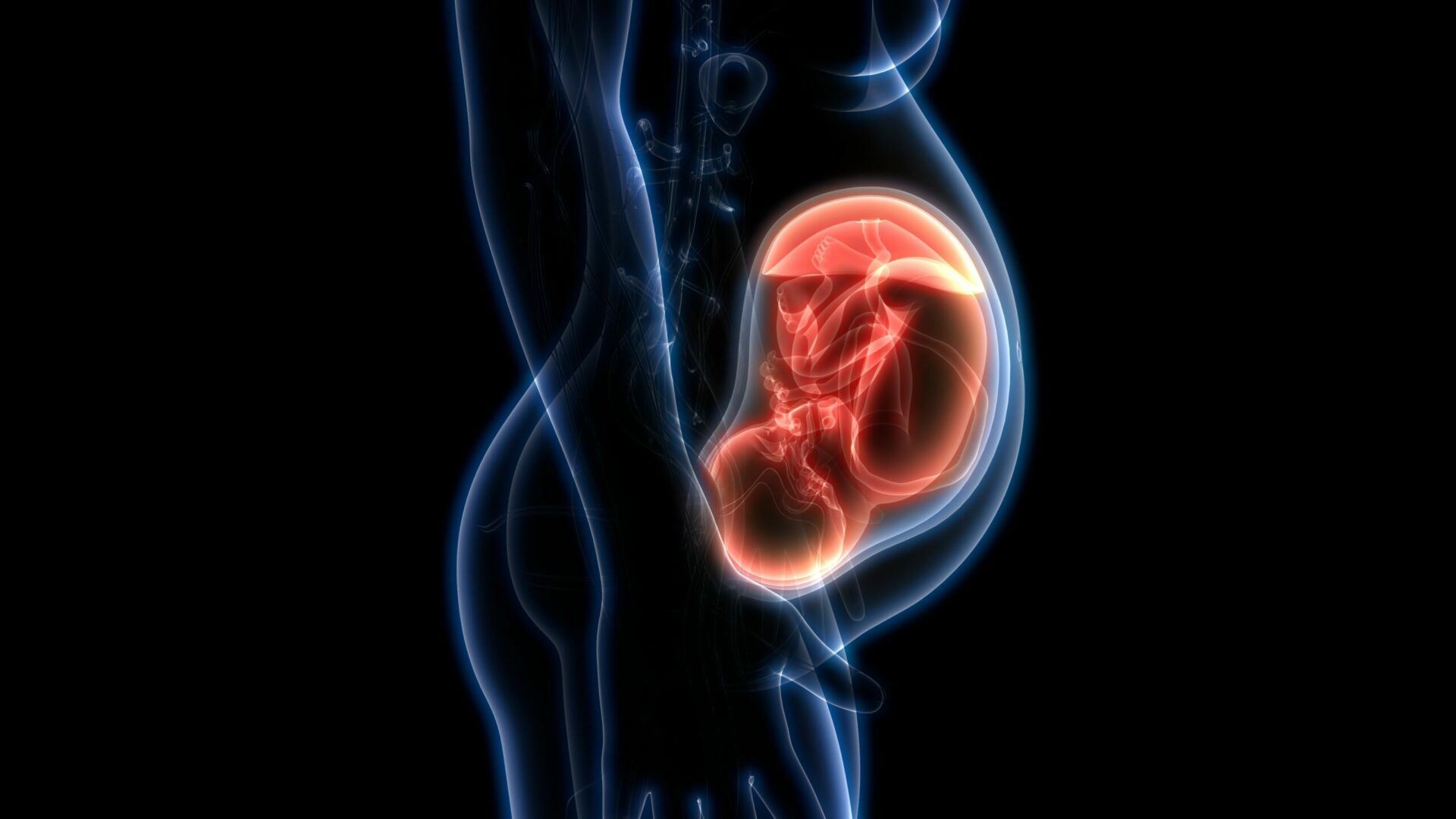 Fetus,(baby),In,Womb,Anatomy.,3d
