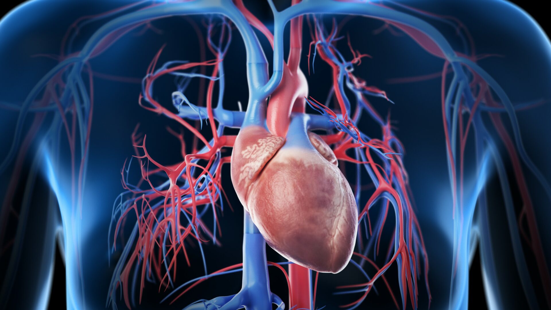 3d,Rendered,Medically,Accurate,Illustration,Of,The,Female,Vascular,System