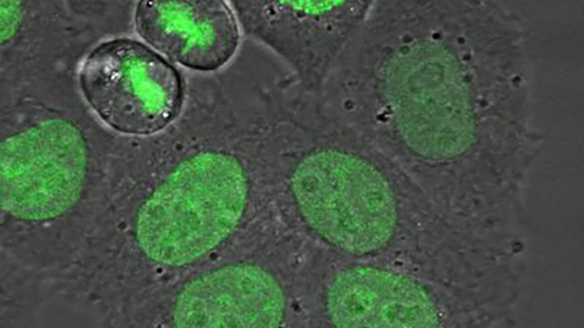 still-images-GalH2B1024x1024