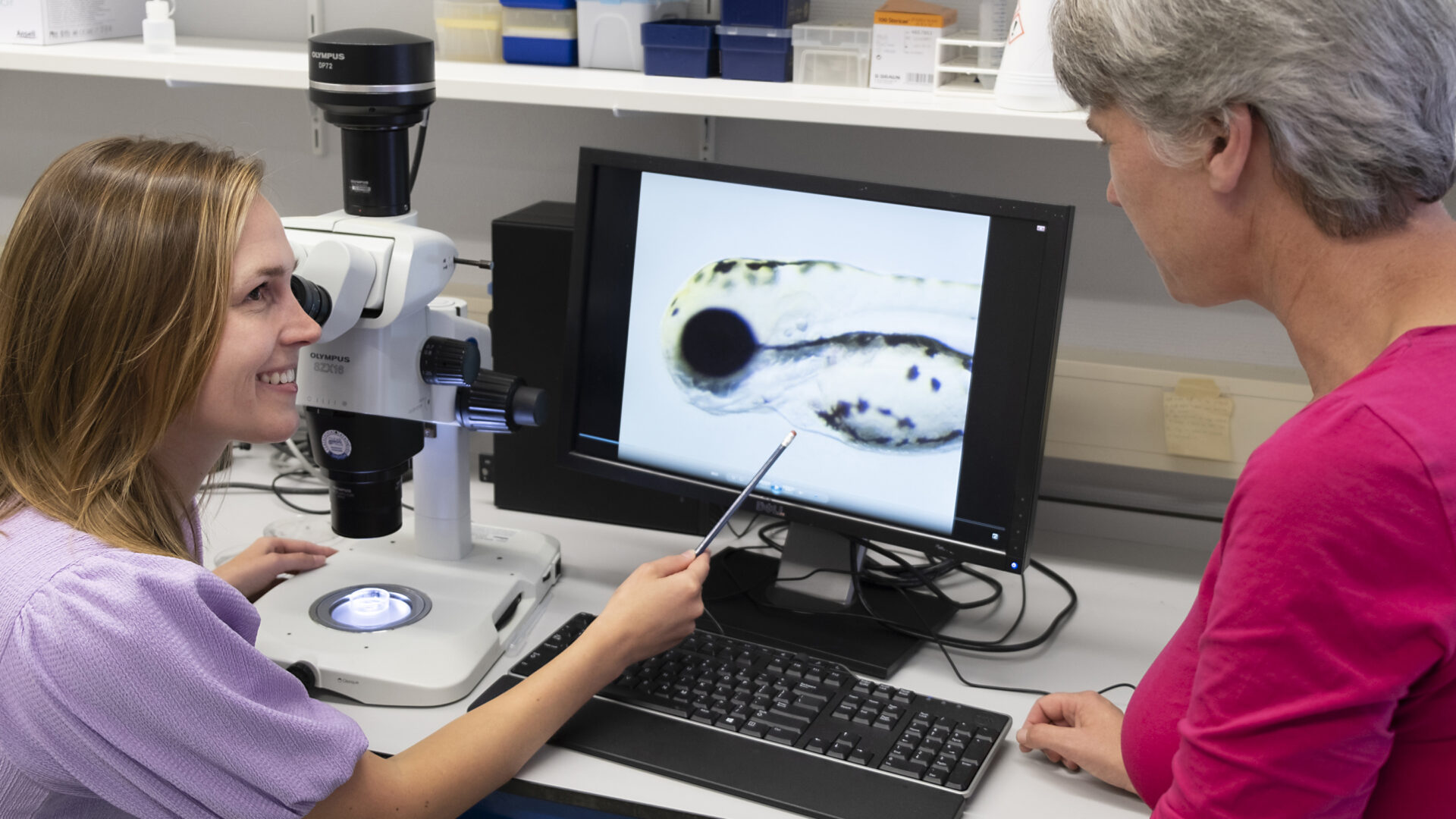 Zebravis zeldzame hartziekte