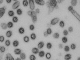 Breed werkend vogelgriepvaccin ontwikkeld voor betere voorbereiding op pandemieën