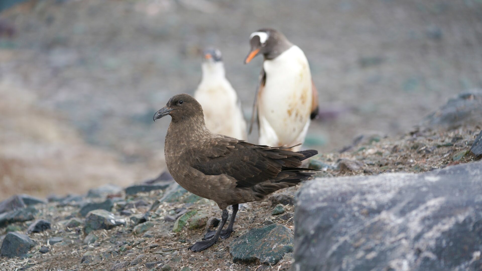 Skua and gentoo penguins