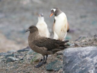 Skua and gentoo penguins