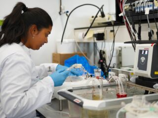 Stoffen uit cannabisolie bereiken de foetus en beïnvloeden bloedvaten van de placenta