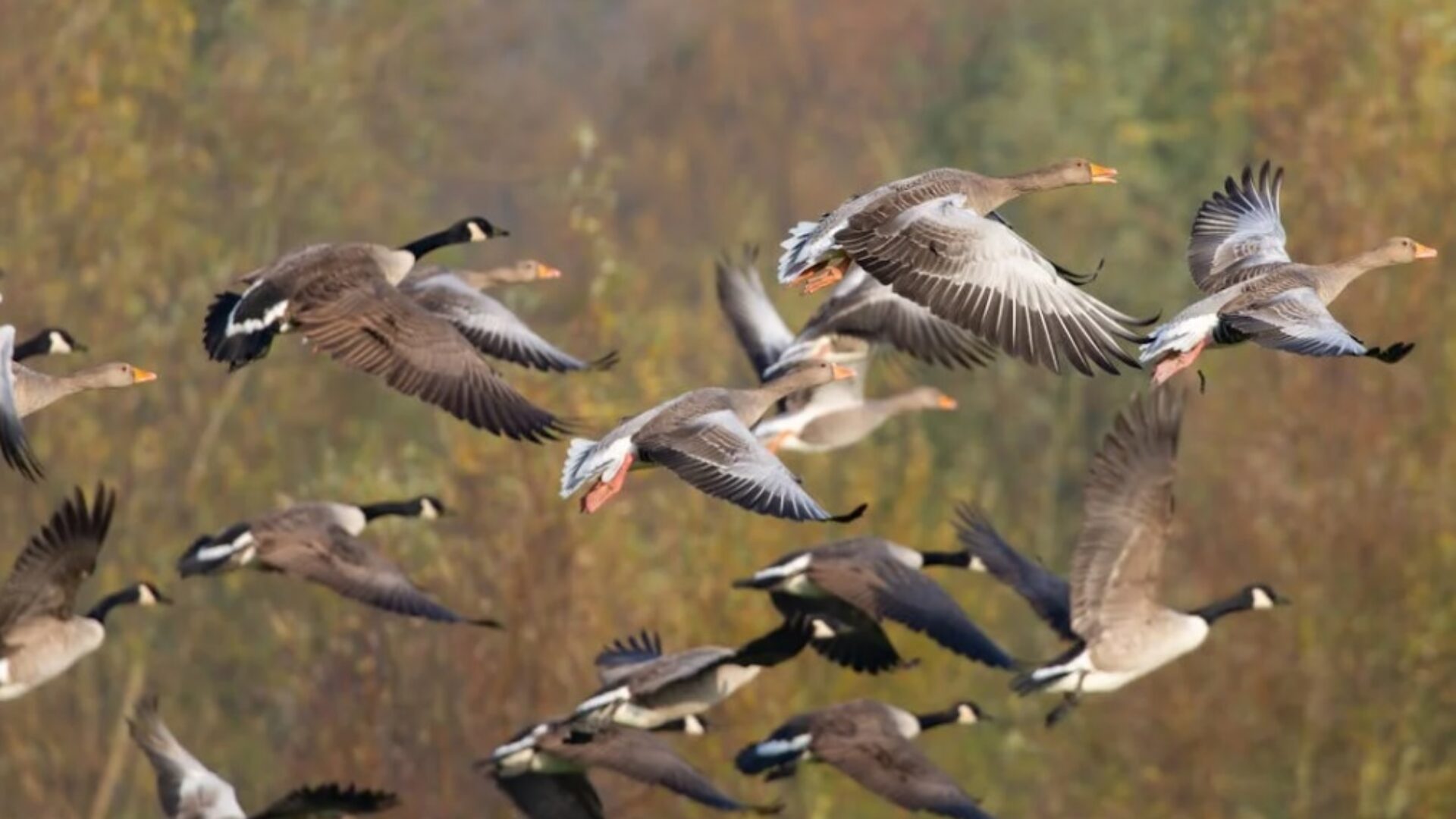 vogelgriep rory de vries