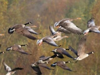 Immuunsysteem slaat wel alarm, maar schakelt vogelgriepvirus niet uit