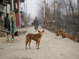 straathonden rabies Geurts van Kessel Kroh