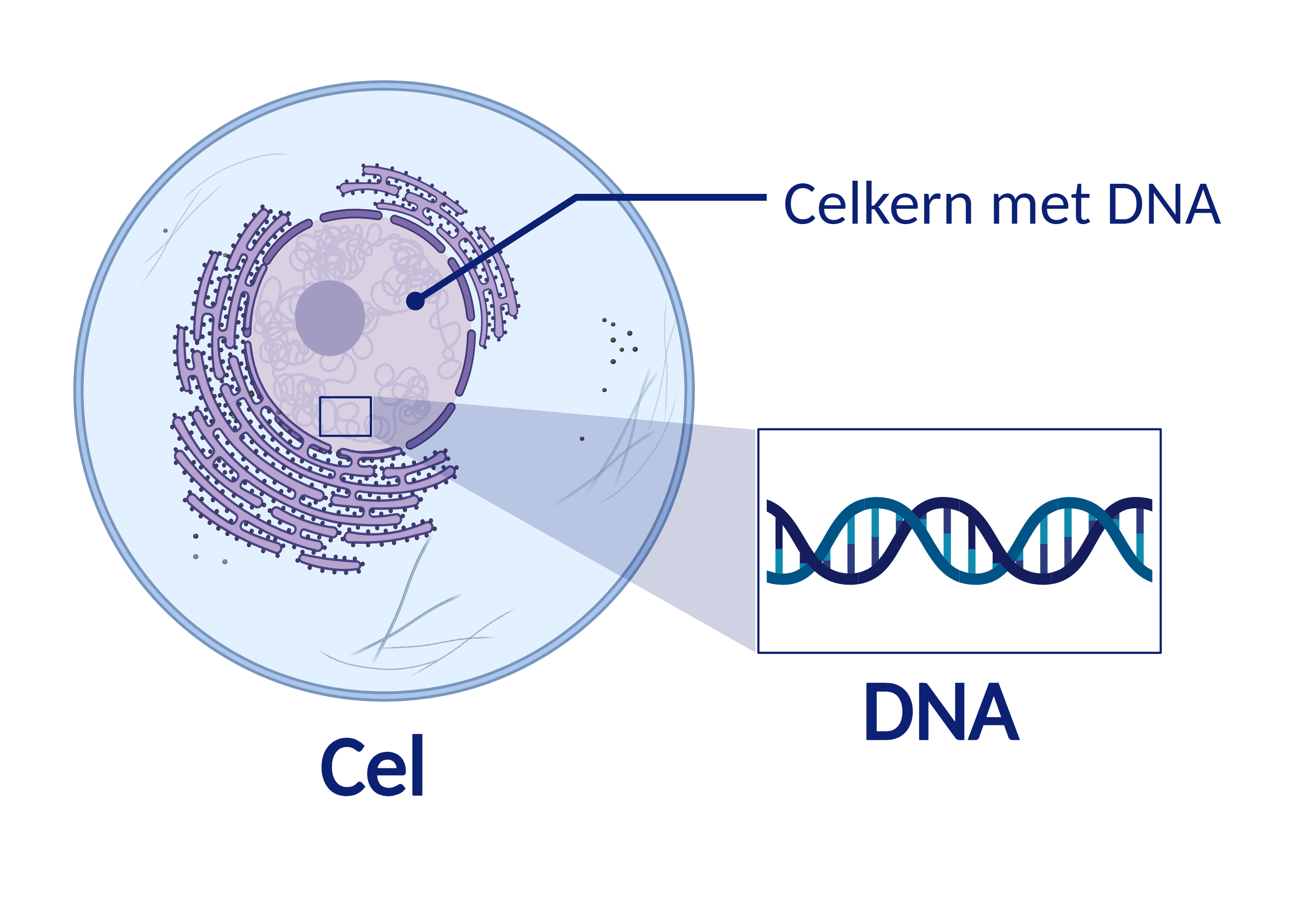 Cel met celkern en DNA
