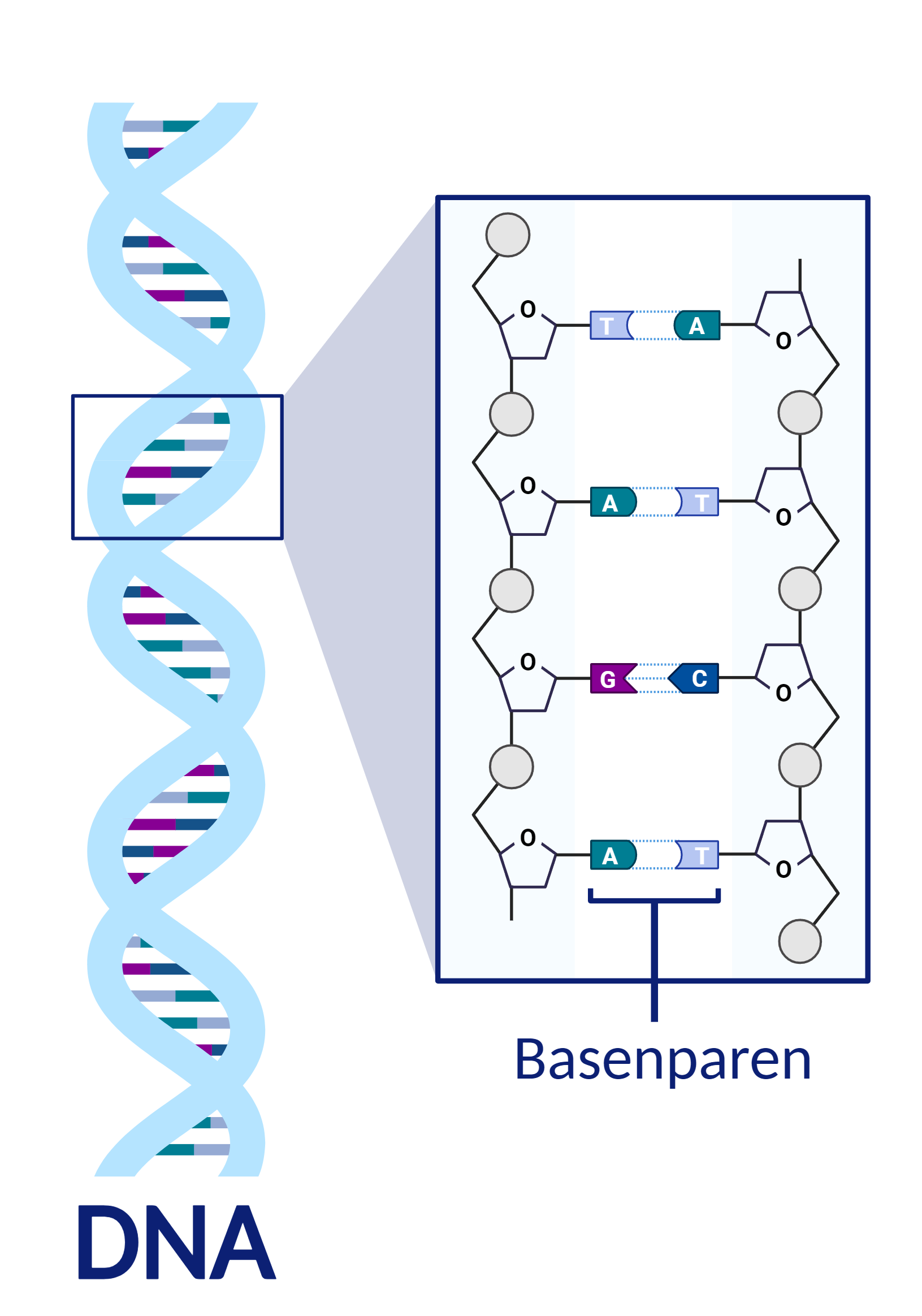 DNA streng en basenparen