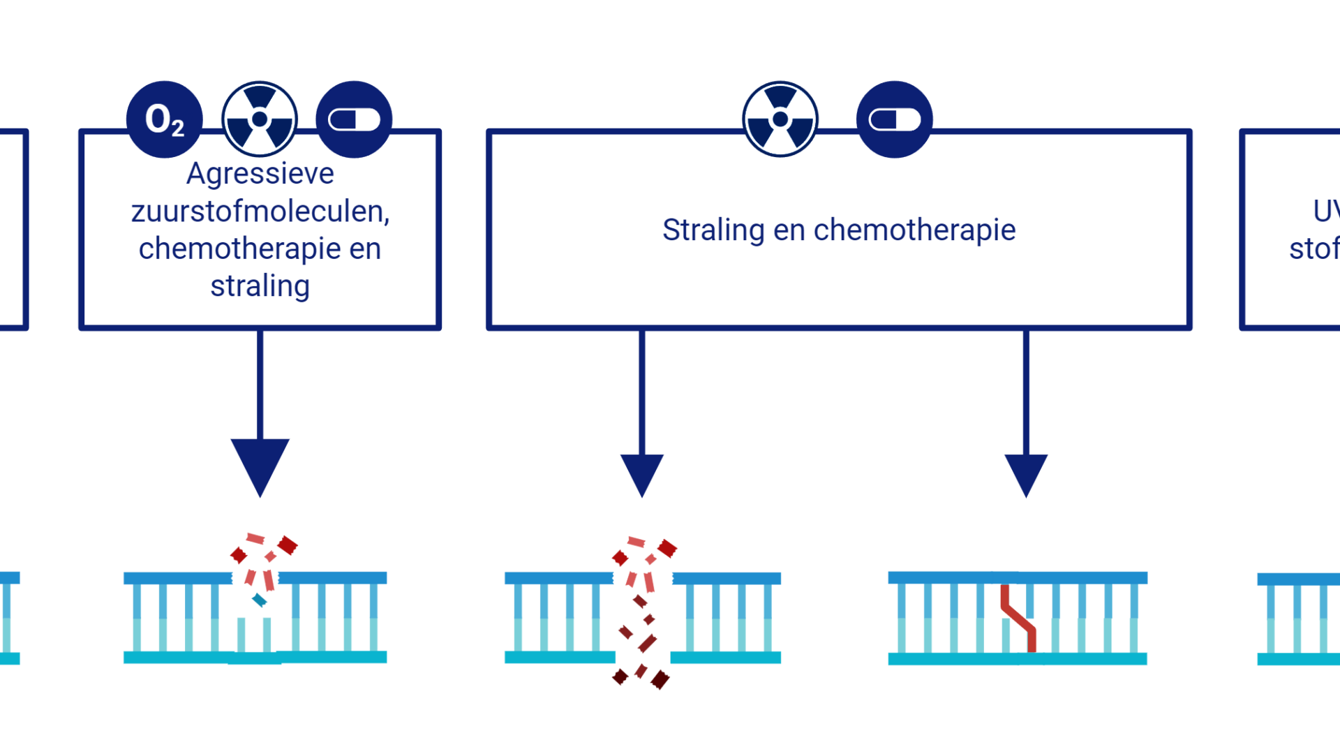 Verschillende vormen van schade aan het DNA